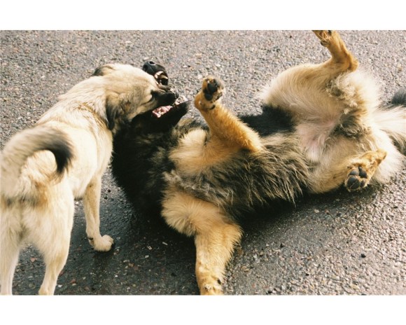 dogs playing 2
